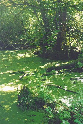 Under the trees near the mound